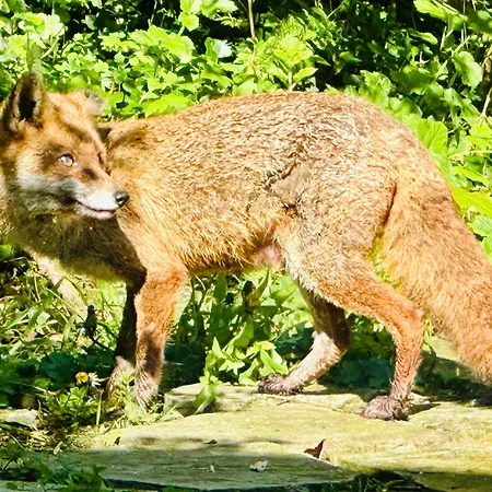 The Milking Parlour *